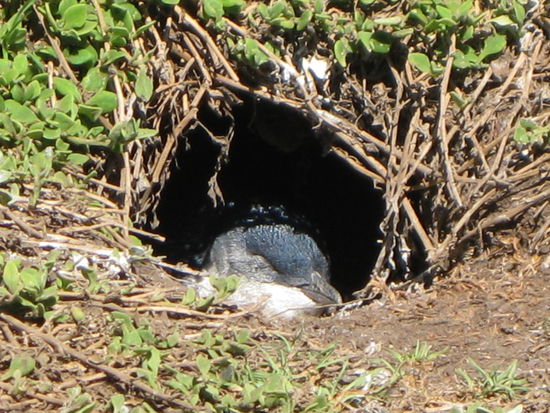 da schlaeft ein kleiner Pinguin am Tag in seiner Hoehle...