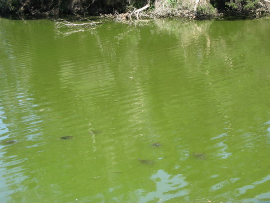 Da gab's echte Schilkroeten, die da gewohnt haben  ...