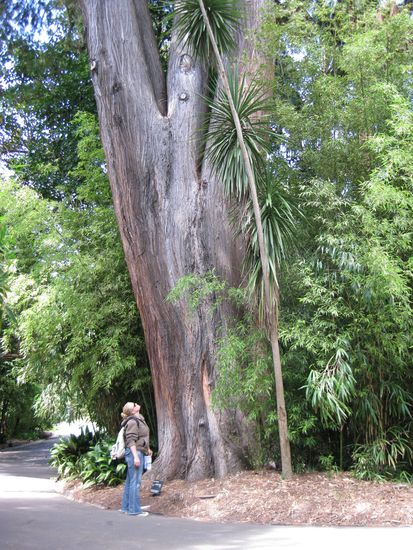 ... und riesen-Baeume!!