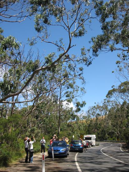 und da stehen sie alle!! (seht ihr den Kleinen im Baum??)