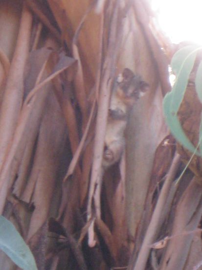 unser erstes "Ringtail Possum" 