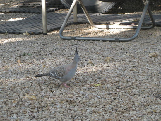 coole "Punker-Tauben" 