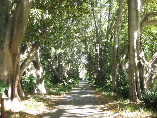 im botanischen Garten in Adelaide (mit 160 Jahre alten Baeumen!)