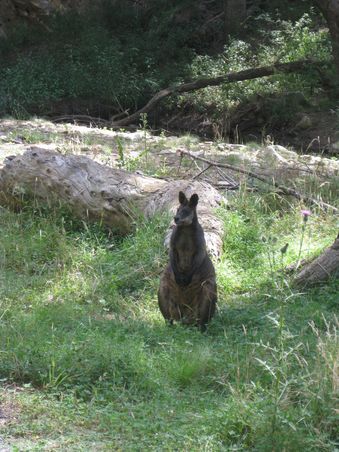Und noch ein Wallaby