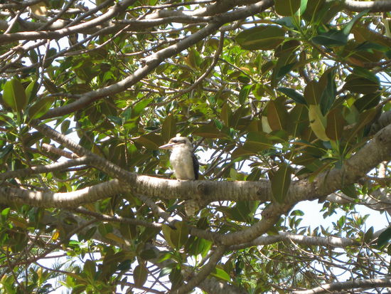 mein absoluter Lieblingsvogel,
der Kukkaburra 