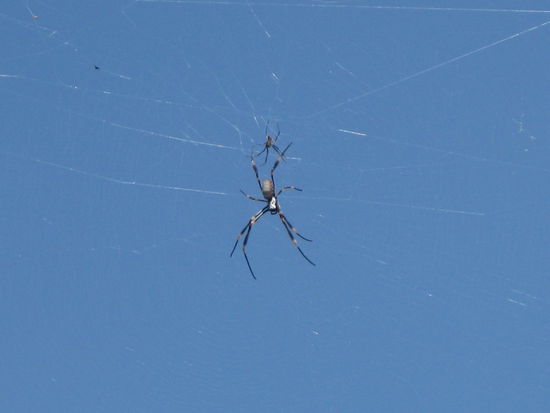 widerliche Riesenspinnen...