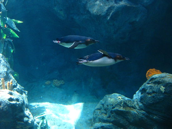 kleine, suesse Pinguine