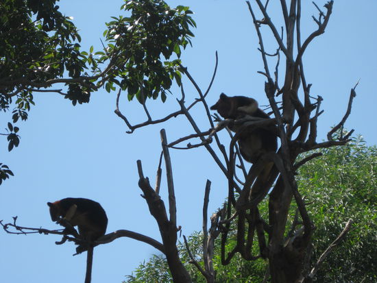 Wusstet ihr, dass es Baum-Kaenguruhs gibt?
Wir auch nicht... 