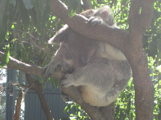 Koala bei seiner Lieblingsbeschaeftigung 