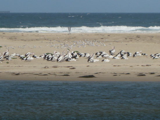 Sooooo viele Pelikane 