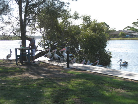 "Hmmm... lecker, lecker Fischreste!"