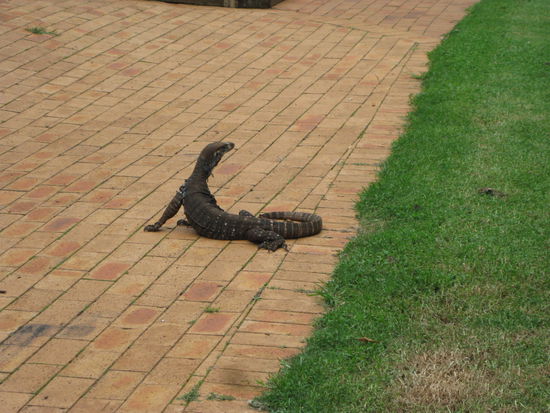 riesen Leguan (oder so...)