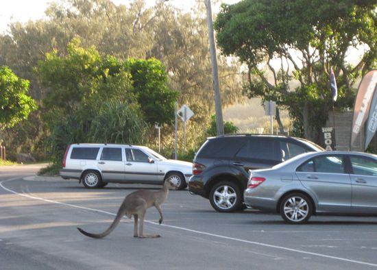 nur mal so zum Groessenvergleich... 