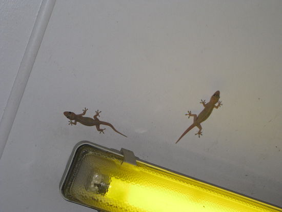 Geckos auf dem Campingplatz 