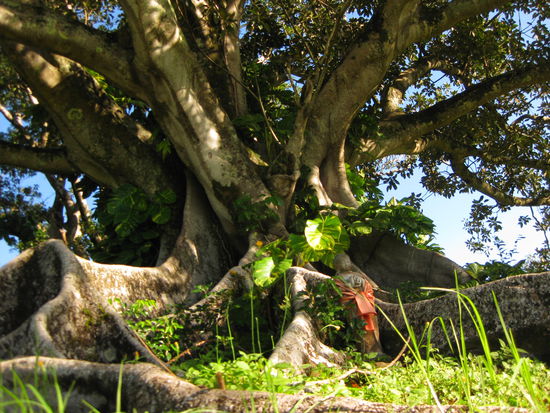 300 Jahre alter, wunderschoener Baum 
("Fig-Tree")