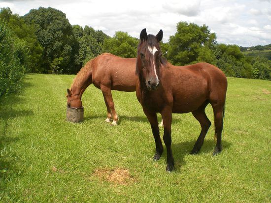die Pferde, Inka (hinten) und Gypsi