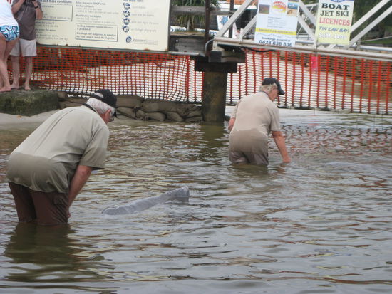 Delfine fuettern an der "Tin Can Bay"