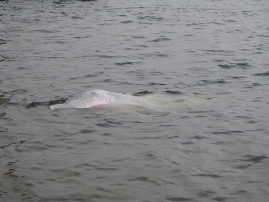 Delfine fuettern an der "Tin Can Bay"