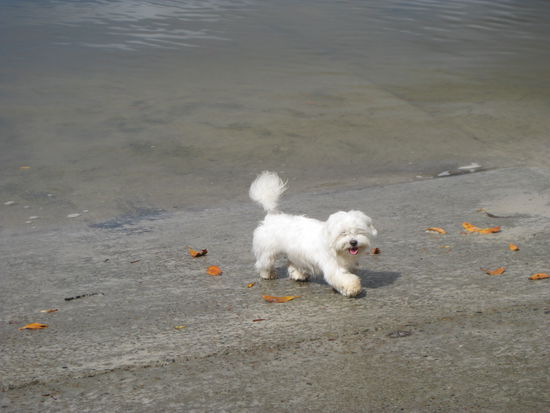 Unser kleiner "Freund" beim Spaziergang