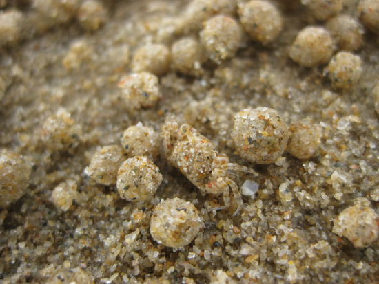 suesser kleiner Krebs...