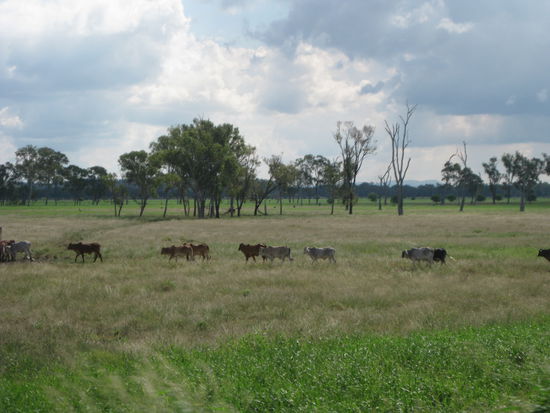Eindruck von Unterwegs
-
Rockhampton und seine Kuehe...^^