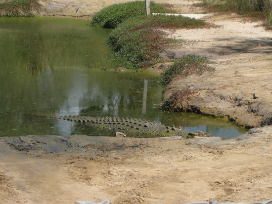 Krokodilfarm nahe Rockhampton