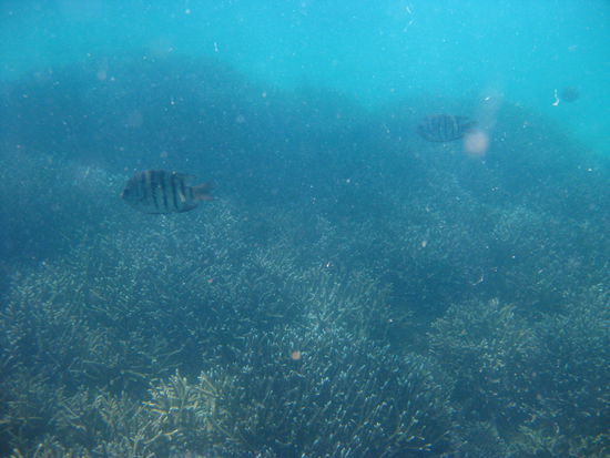 Unter Wasser
-
schnorcheln ^^