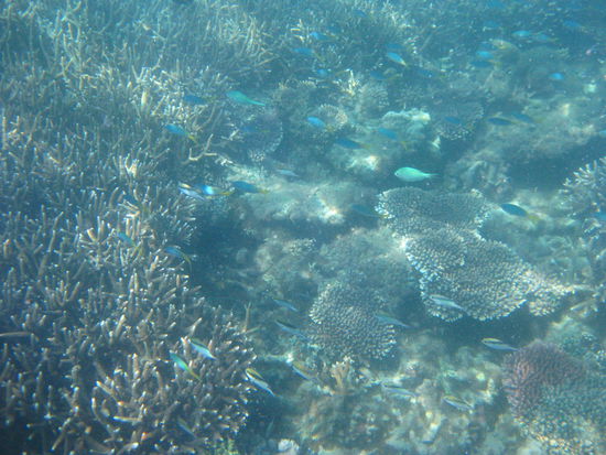 Unter Wasser
-
Wow, Korallen!! ^^