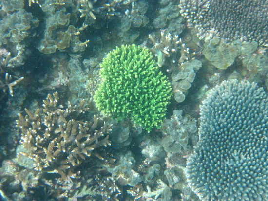 Unter Wasser
-
oh, gruene &amp; blaue Korallen!