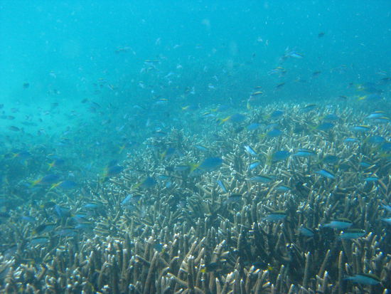 Unter Wasser
-
soooo viele Fische!