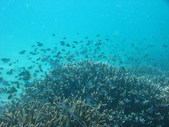 Unter Wasser
-
und noch mehr!