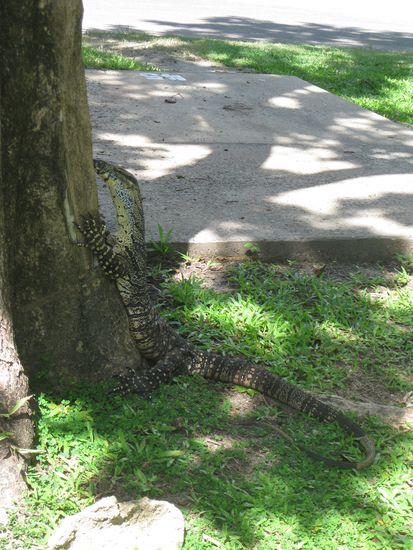 unser Leguan auf dem Campingplatz