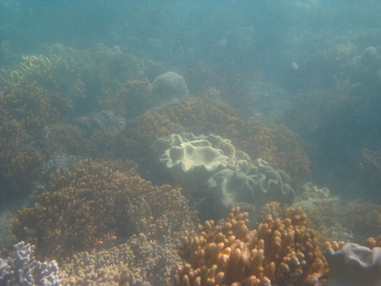 weiter Schnorcheln...