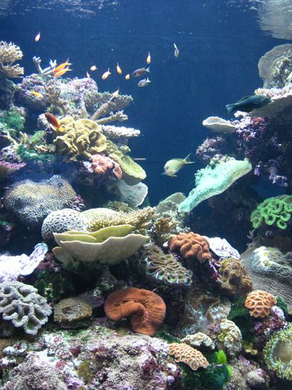 im "Reef HQ"-Aquarium