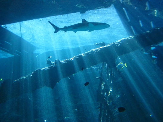 im "Reef HQ"-Aquarium