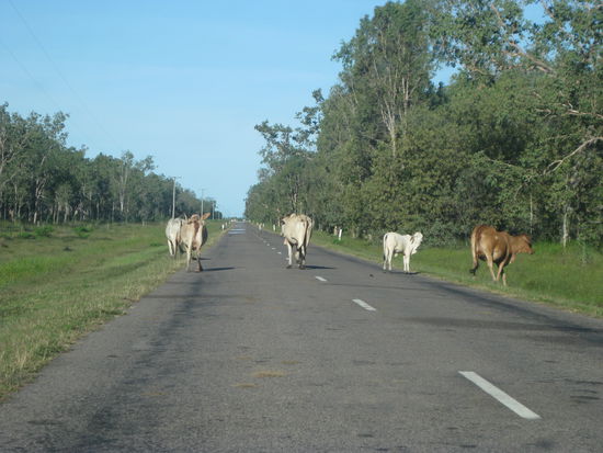 Wir scheuchen Kuehe... 
