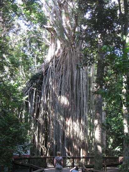 "Curtain Fig Tree"