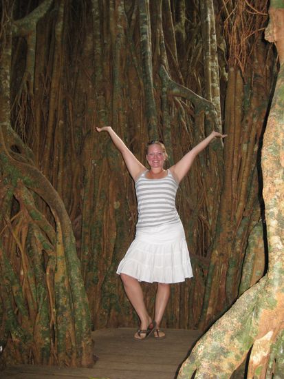 im "Cathedral Fig Tree"