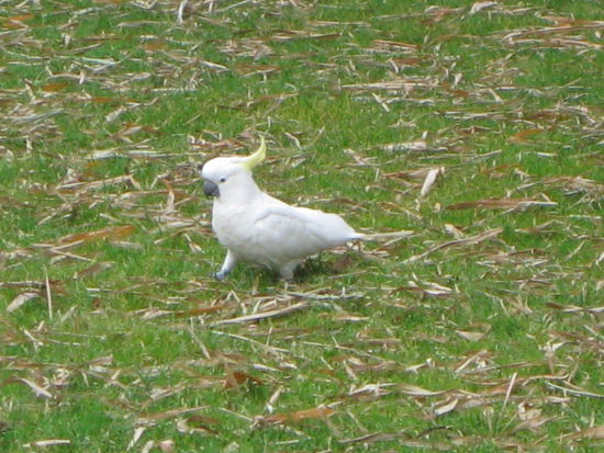 kleiner, suesser Kakadu