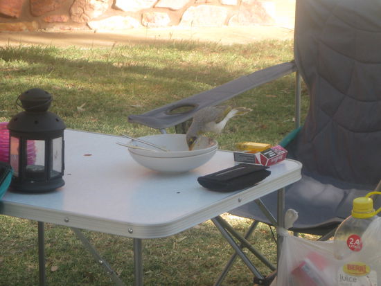 kleiner Besucher nach dem Fruehstueck 