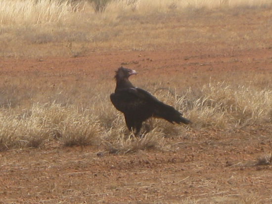 ein Keilschwanz-Adler, die groessten in Australien
