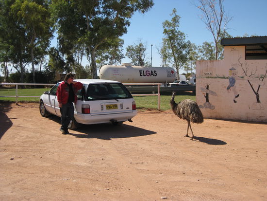 Emu am Auto 
