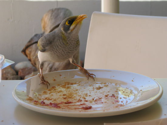 kleiner Fruehstuecksgast 
- der mochte unser hackfleischgefuelltes Blaetterteigtoertchen -