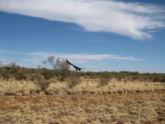 wir haben ihn beim Fressen eines toten Kaenguruhs gestoert...