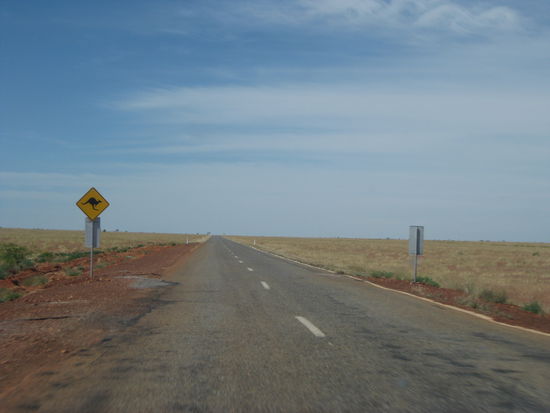 Achtung: Kaenguruhs!