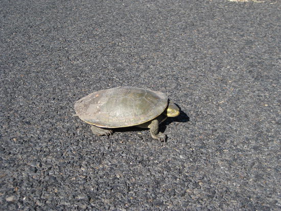 da sonnt sich einer auf der Strasse...