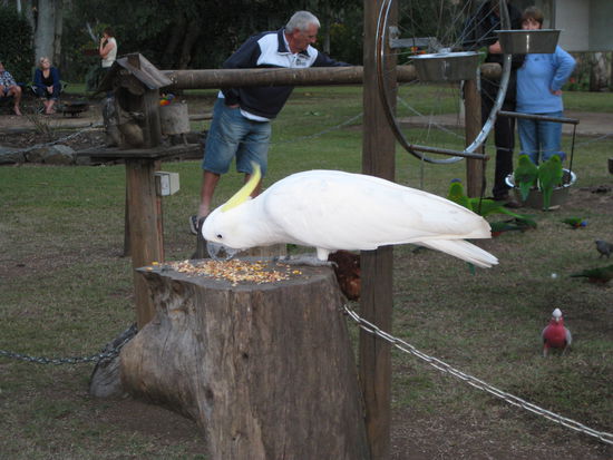 so ein grosser Kakadu