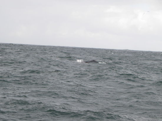 da ist ja der Kleene 