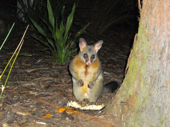 eigentlich wollte er auch was vom BBQ abhaben,musste sich aber mit einer Kochbanane zufrieden geben