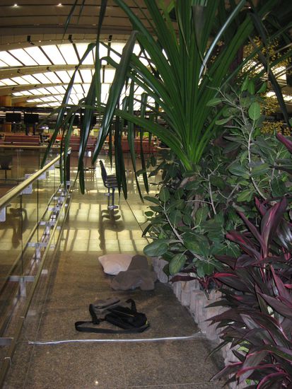 unser Platz unter Palmen am Flughafen in Singapur 